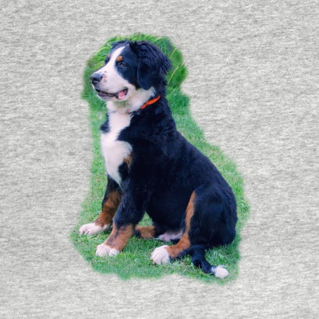 Bernese Mountain Dog by MarionsArt